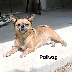 Thumbnail photo of Poliwag #3