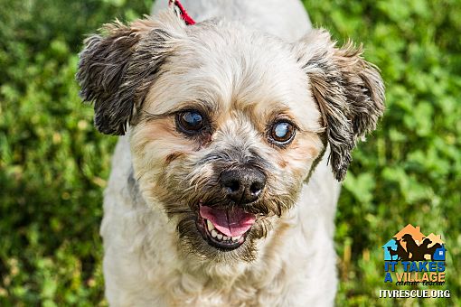 Evansville In Poodle Miniature Meet Marty A Pet For Adoption