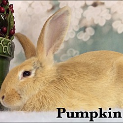 Thumbnail photo of Pumpkin #1