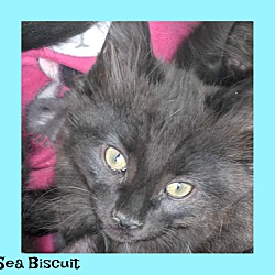 Thumbnail photo of Sea Biscuit #1