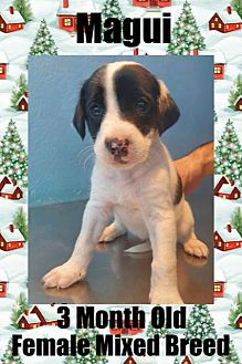 Adopt A Pet Petsmart Charities