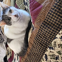 Photo of Cotton (Kitty)