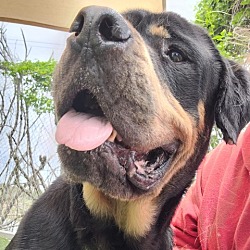 Photo of King