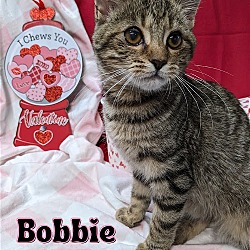 Thumbnail photo of Bobbie - $55 Adoption Fee Special #1