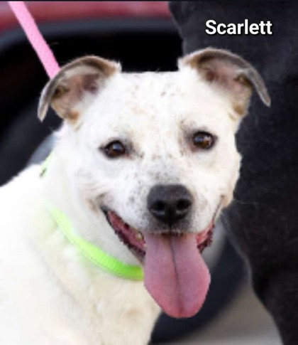Thumbnail photo of Scarlett #1