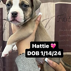Thumbnail photo of Hattie #2