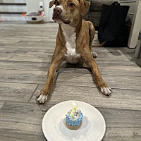 adopt a pet