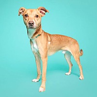 adopt a pet