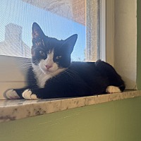 adopt a pet