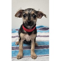adopt-pet