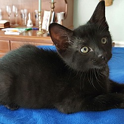 Thumbnail photo of COAL - HANDSOME BLACK PANTHER #2