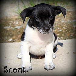 Thumbnail photo of Scout ~ adopted! #1