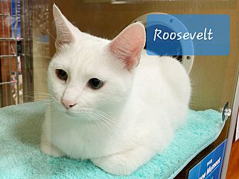 Adopt A Pet Petsmart Charities