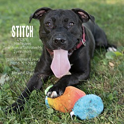 Photo of Stitch