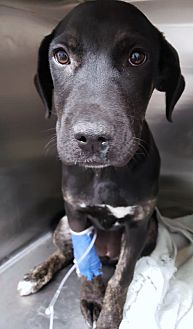 Adopt A Pet PetSmart Charities