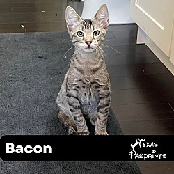 Thumbnail photo of Bacon #1
