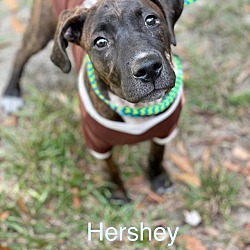 Thumbnail photo of HERSHEY #4