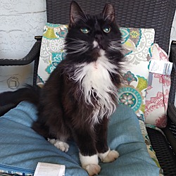 Photo of Sylvester 