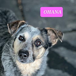 Thumbnail photo of OHANA #1