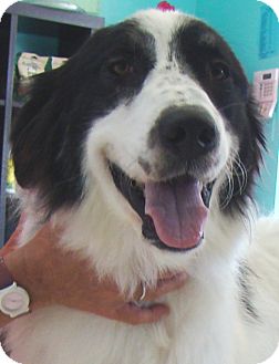 great pyrenees border collie mix for sale