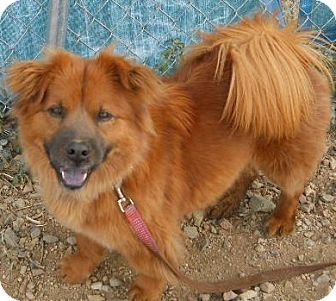 chow chow and dachshund mix