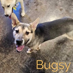 Photo of Bugsy D15874