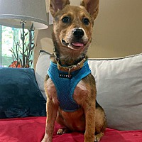 adopt a pet