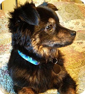 Seattle Wa Tibetan Spaniel Meet Murphy A Pet For Adoption