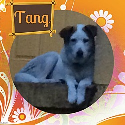 Thumbnail photo of Tang #2