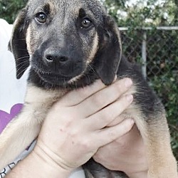 Thumbnail photo of Rebecca, best baby shep hound! #2