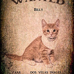 Thumbnail photo of Billy the Kit #2