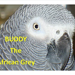 Thumbnail photo of Buddy the African Grey $550.00 #1