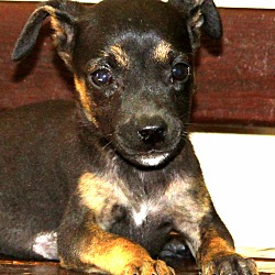 Thumbnail photo of Chica~adopted! #1