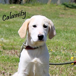 Thumbnail photo of Calamity~adopted! #1