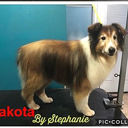 Thumbnail photo of Dakota (Adoption Pending) #3
