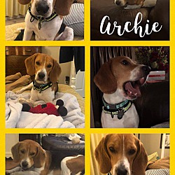 Photo of Pending - Archie