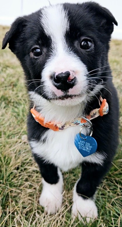 Avon, IN - Finnish Spitz/Bernese Mountain Dog. Meet Georgie a Pet for