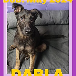 Thumbnail photo of DARLA #1