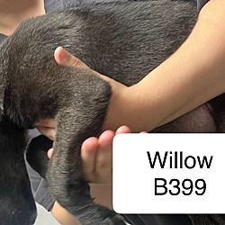 Thumbnail photo of Willow B399 #2