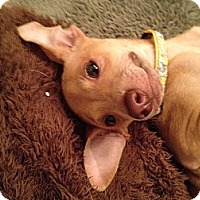 pharaoh hound rescue