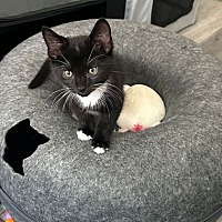adopt a pet