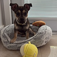 adopt a pet