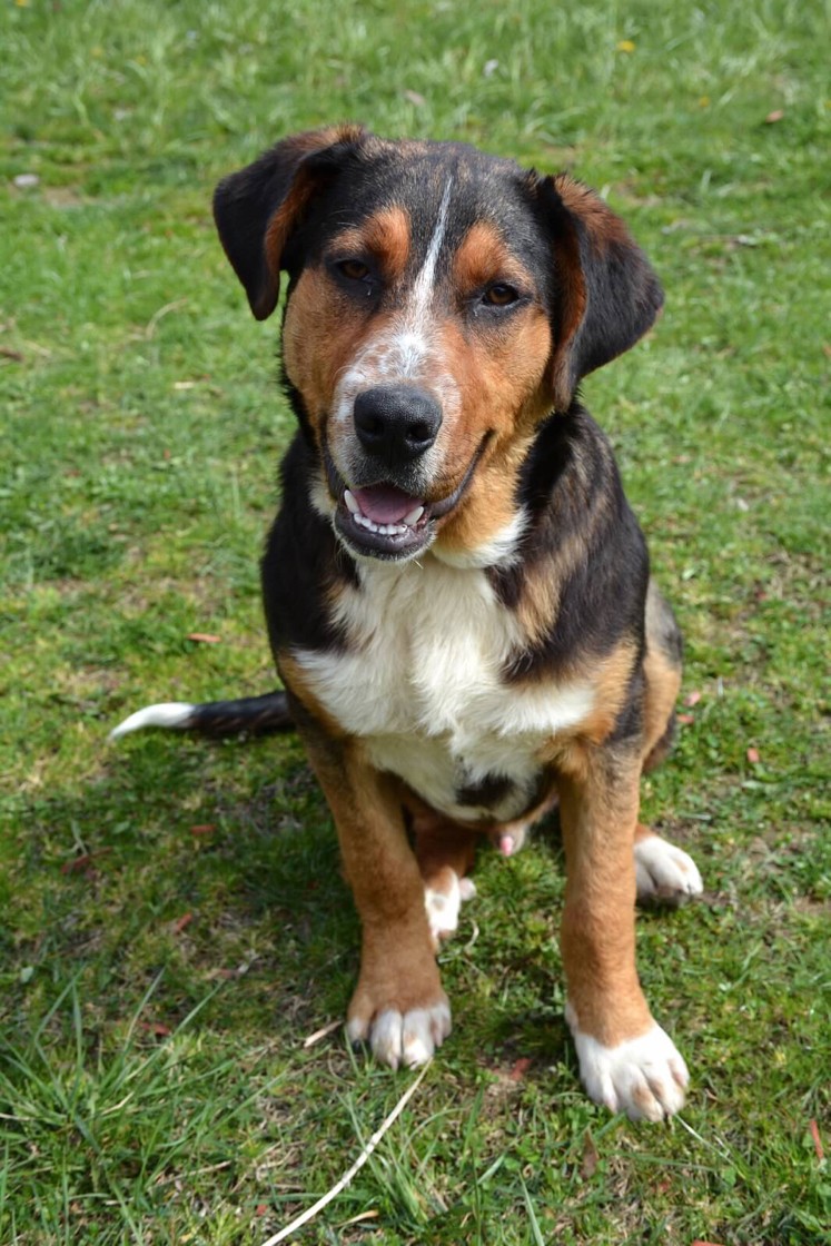 Coeburn, VA - Bernese Mountain Dog 