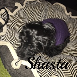 Photo of Shasta