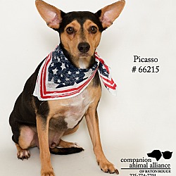 Thumbnail photo of Pico, Aka Picasso  (Foster) #2