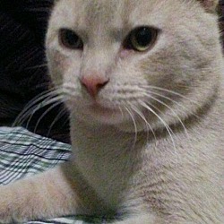 Thumbnail photo of Sweet JOEY-Young Pale Orange Tabby #3