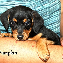 Thumbnail photo of Pumpkin~adopted! #3