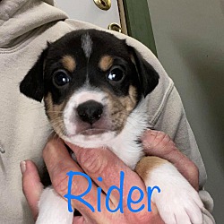 Thumbnail photo of RIDER #1