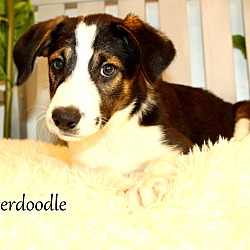 Thumbnail photo of Snickerdoodle~adopted! #4