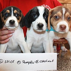 Thumbnail photo of 9 beagle siblings #3